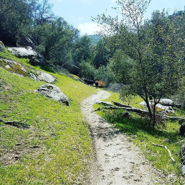 HeatherIrvin's tweet photo. Came accross some #trailhogs today on #millcreektrail .
.
#hiking #womenwhohike #hikingadventures #sequoianationalforest #outdoors #california #alltrails https://t.co/Gzfk7H0ZuY https://t.co/celfknElWh
