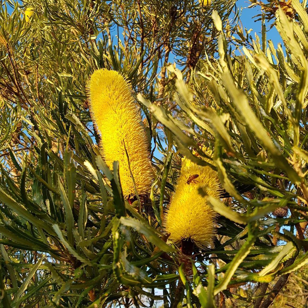 BiaraChews's tweet photo. The bees and I enjoying the tail end of the #banksiaattenuata flowering season. 🐝🐝#bees #banksia #flowers #australianbush #australiannativeplants #flower #yellow #australiannativeflora https://t.co/7LmDjEitOZ