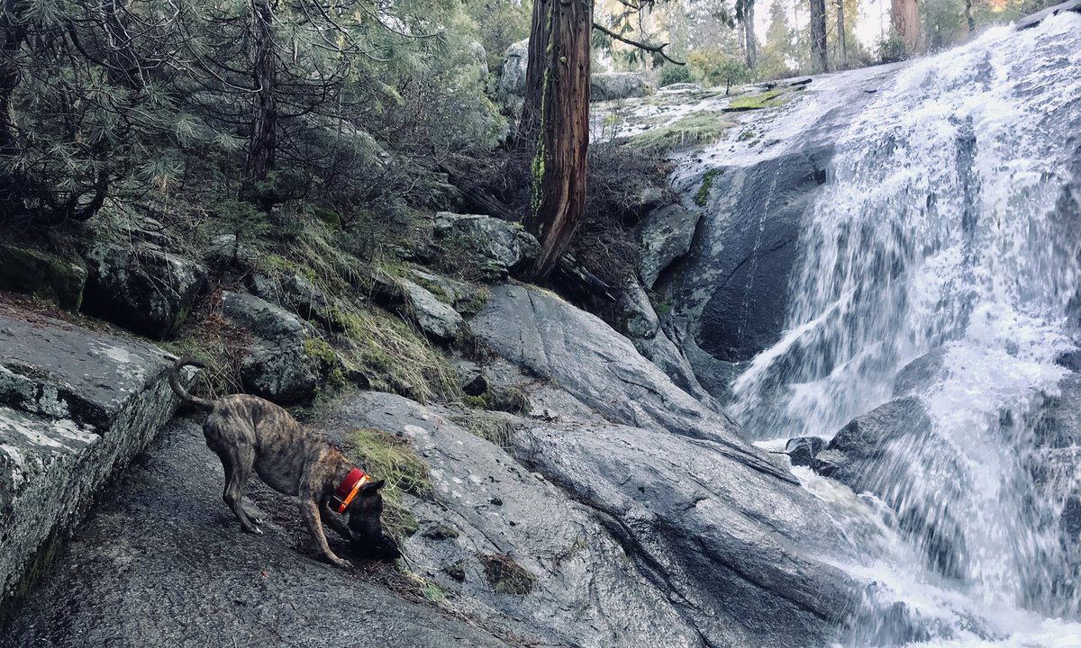 rpx53's tweet photo. Great time with Bear at sequoia national Forest🐾🌲⛰ @THEJeepMafia @Jeep @RayGunVoss @w6fu @_Truck_Norris_ @DelainecCassier @29kyle29 @Kirby98tj @KricketJeeper @SouthernGirl281 @gypsyjeeper17 @BonhamChrysler2 @milania1997 @gle327 @JosephPallotta @kyjeepmom @TheMudYeti @louly34 https://t.co/MN7Snfejsk