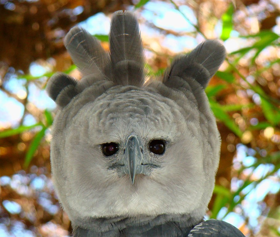 Some people might think the Harpy Eagle is shrill, but she also has talons the size of Grizzly Bear claws, and is not afraid to fight for what she believes in (mainly dinner).People may call you shrill and hysterical, but this is because they are intimidated by your strength.