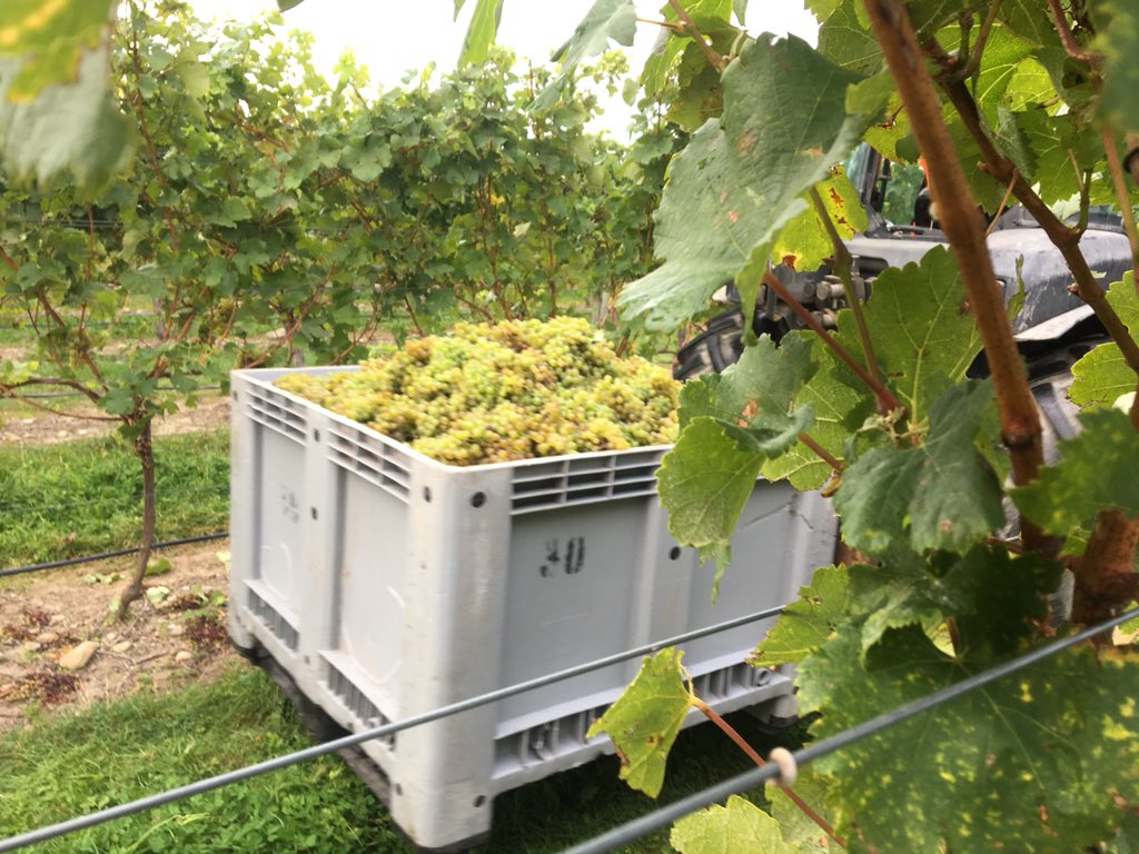 WaiparaHills's tweet photo. Great day for the #Gruner Veltliner #handpick this morning, all hands on deck! #aromatics #waipara @jackoglover #Harvest2018 https://t.co/pgQH5r3Dlu