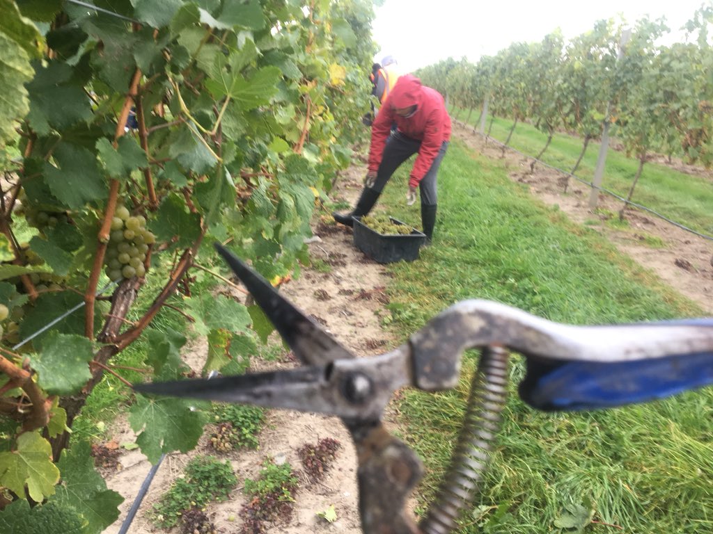WaiparaHills's tweet photo. Great day for the #Gruner Veltliner #handpick this morning, all hands on deck! #aromatics #waipara @jackoglover #Harvest2018 https://t.co/pgQH5r3Dlu