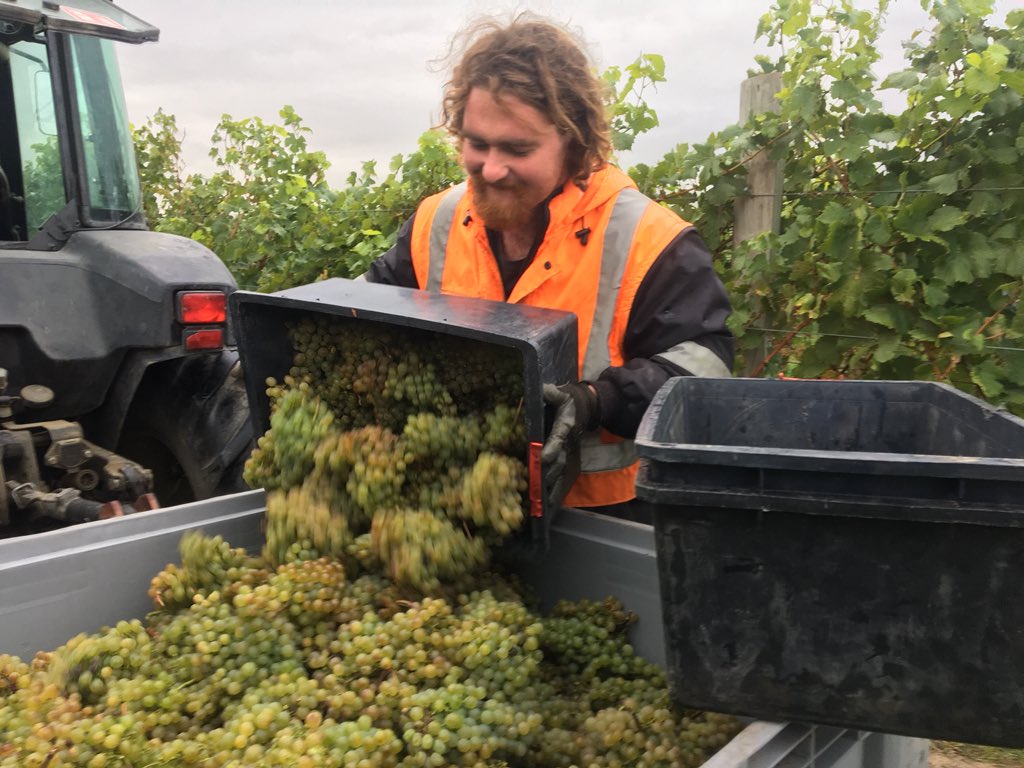 WaiparaHills's tweet photo. Great day for the #Gruner Veltliner #handpick this morning, all hands on deck! #aromatics #waipara @jackoglover #Harvest2018 https://t.co/pgQH5r3Dlu