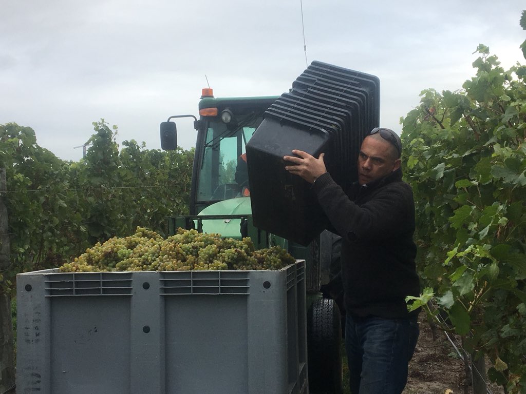 WaiparaHills's tweet photo. Great day for the #Gruner Veltliner #handpick this morning, all hands on deck! #aromatics #waipara @jackoglover #Harvest2018 https://t.co/pgQH5r3Dlu