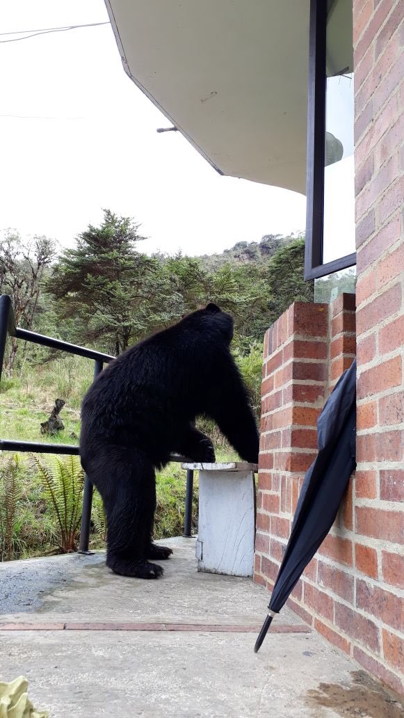 EnriquePenalosa's tweet photo. Un celador del Acueducto tomó estas fotos de un oso en el campamento de Chuza, en Chingaza...muy cerca de Bogotá https://t.co/yNxcIBEWdf