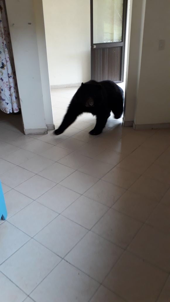 EnriquePenalosa's tweet photo. Un celador del Acueducto tomó estas fotos de un oso en el campamento de Chuza, en Chingaza...muy cerca de Bogotá https://t.co/yNxcIBEWdf