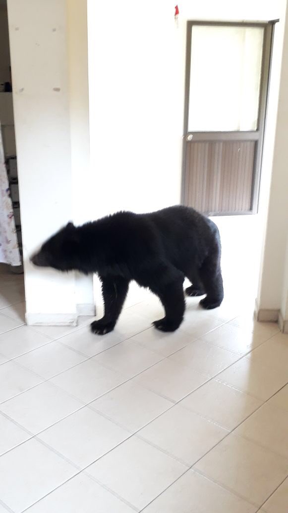 EnriquePenalosa's tweet photo. Un celador del Acueducto tomó estas fotos de un oso en el campamento de Chuza, en Chingaza...muy cerca de Bogotá https://t.co/yNxcIBEWdf
