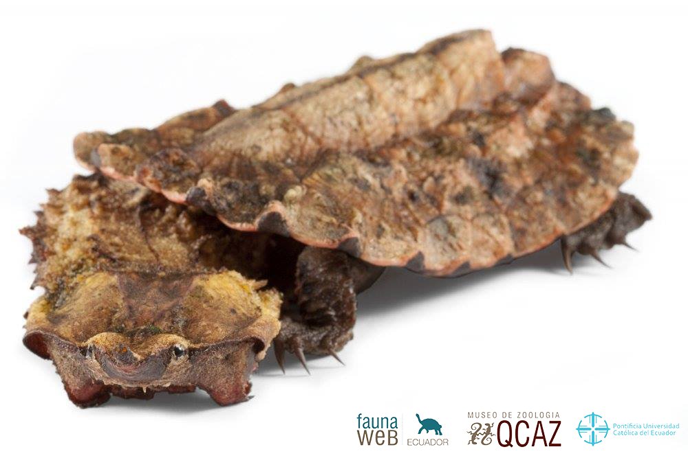 bioweb9's tweet photo. La especie del día. Las tortugas mata-mata son acuáticas y carnívoras, capaces de abrir rápidamente su boca bajo el agua para succionar a sus presas. Orellana, Puerto Miranda. Chelus fimbriatus. Foto: Santiago Ron #reptiles #turtle #wildlife 
Más en: https://t.co/8KztNgwIJX https://t.co/FOibrkxVkZ