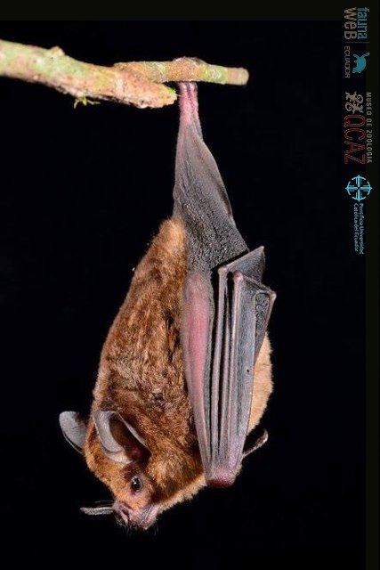 bioweb9's tweet photo. La especie del día. El murciélago castaño de cola corta es de tamaño pequeño y pelaje castaño. Habita en bosques tropicales y subtropicales en la Costa, Amazonía y estribaciones de los Andes. Carollia castanea Foto: Rubén Jarrín #mammals #wildlife 
Más en: https://t.co/569ll9OBWg https://t.co/h3MaiSLGYi