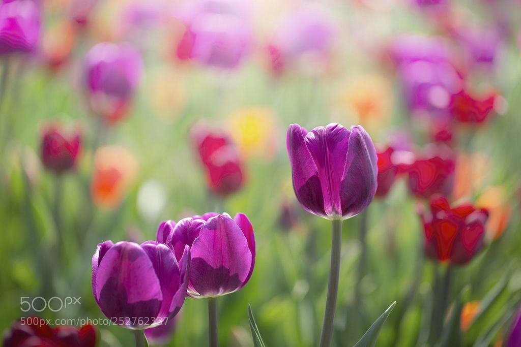 AlifMotormio's tweet photo. Pemandangan Alam Yang Indah Dan Berkah : Sunshine in the garden https://t.co/9eXSS54Dj6