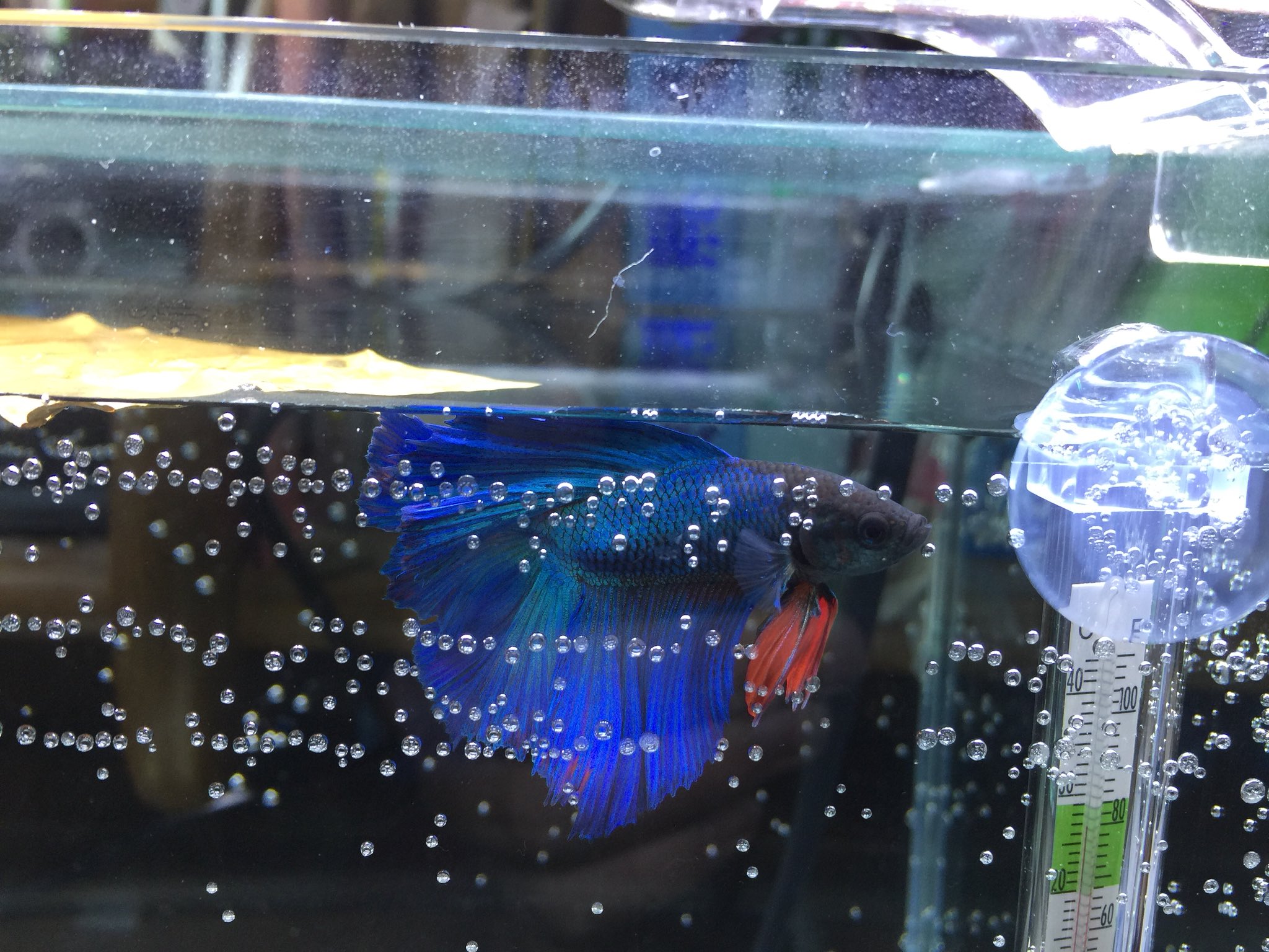 花木 ベタハーフムーンお迎えしました Gexグラステリア250水槽にニッソーの45cm水槽用のled照明 濾過無し底砂無しのベアタンクです バックスクリーンも張っていないですが長生きさせられる様に頑張っていこうと思います 泡早く取れて 花木 ベタハーフムーンお迎えしました Gexグラステリア250水槽にニッソーの45cm水槽用のled照明 濾過無し底砂無しのベアタンクです バックスクリーンも張っていないですが長生きさせられる様に頑張っていこうと思います 泡早く取れて