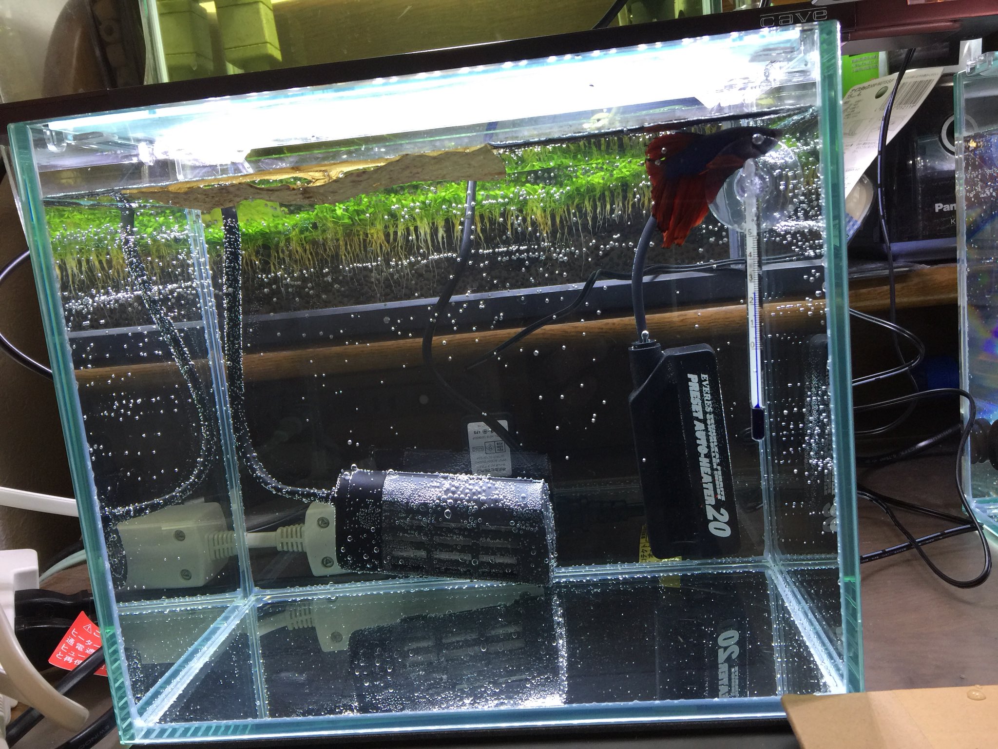 花木 ベタハーフムーンお迎えしました Gexグラステリア250水槽にニッソーの45cm水槽用のled照明 濾過無し底砂無しのベアタンクです バックスクリーンも張っていないですが長生きさせられる様に頑張っていこうと思います 泡早く取れてくれないかな