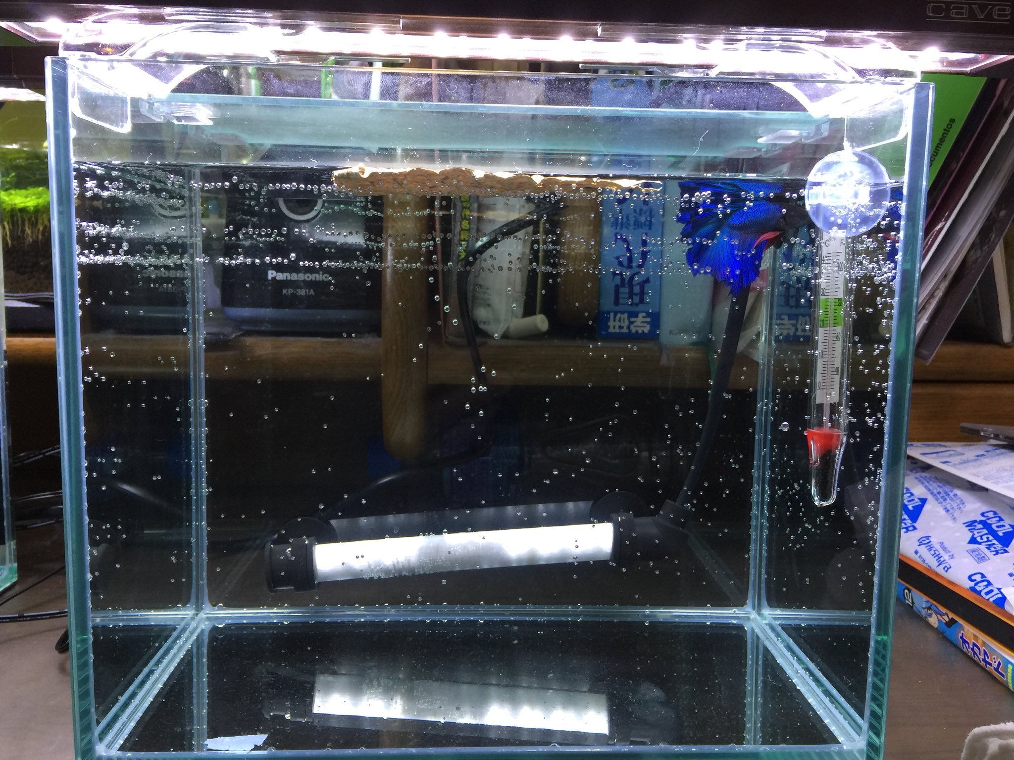 花木 ベタハーフムーンお迎えしました Gexグラステリア250水槽にニッソーの45cm水槽用のled照明 濾過無し底砂無しのベアタンクです バックスクリーンも張っていないですが長生きさせられる様に頑張っていこうと思います 泡早く取れてくれないかな