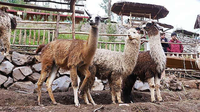 櫻花格格 違いがよくわからなかったのですが 並んでみるとやはり違いますね アルパカが一番モフモフしてる