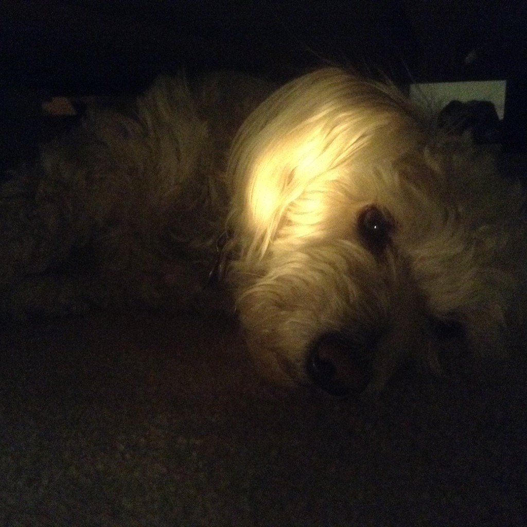 Food thief strikes again, sends herself to self-imposed prison under the bed. Tonight's haul: spanakopita.