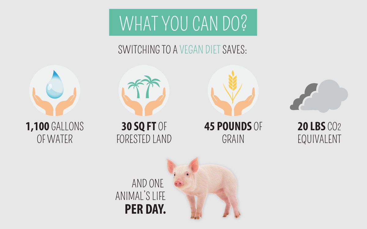 melgendreau's tweet photo. Crazy and eye-opening stats about living a vegetarian or vegan lifestyle. Even if you reduce your meat consumption, you are still helping!☺ #lesson12 #vegetarian #benefits https://t.co/LrGgBtdW8L