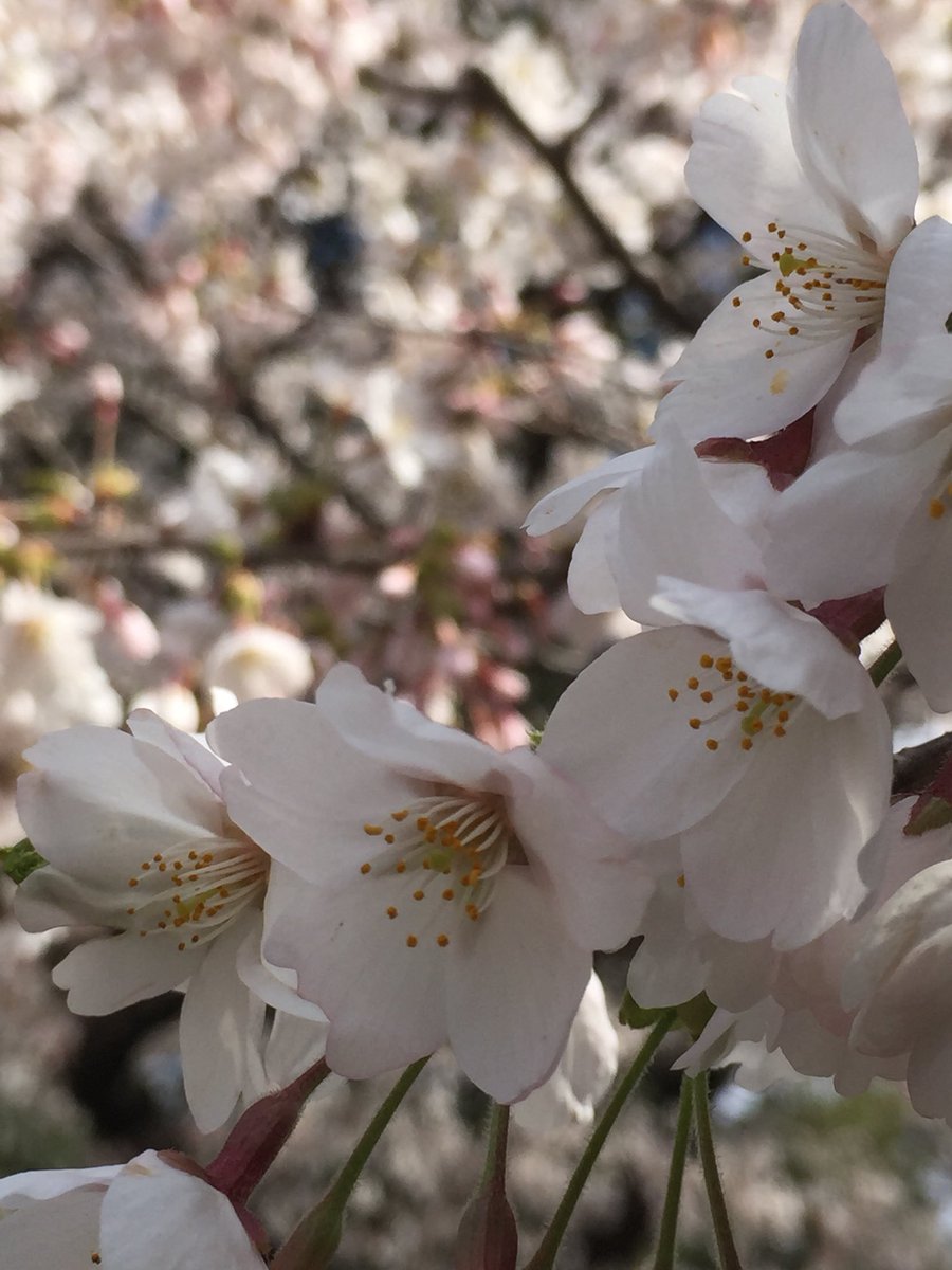 salonsupporters's tweet photo. サロンサポーターズのそばにある榴ヶ岡公園も桜が満開。

美容室にもお��様で満員になるのが当たり前になってほしい。

しかし、現状が違う。 https://t.co/txMkbWn9Hr