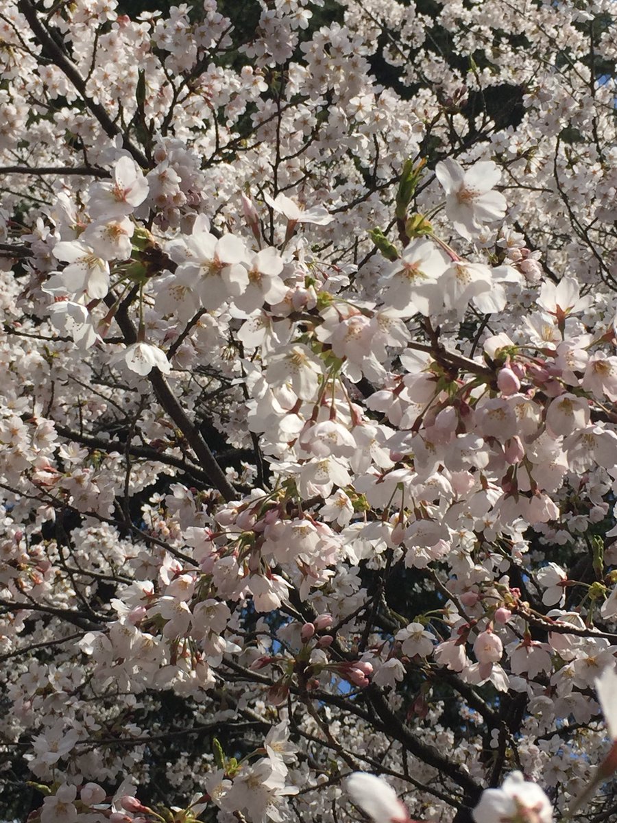 salonsupporters's tweet photo. サロンサポーターズのそばにある榴ヶ岡公園も桜が満開。

美容室にもお��様で満員になるのが当たり前になってほしい。

しかし、現状が違う。 https://t.co/txMkbWn9Hr