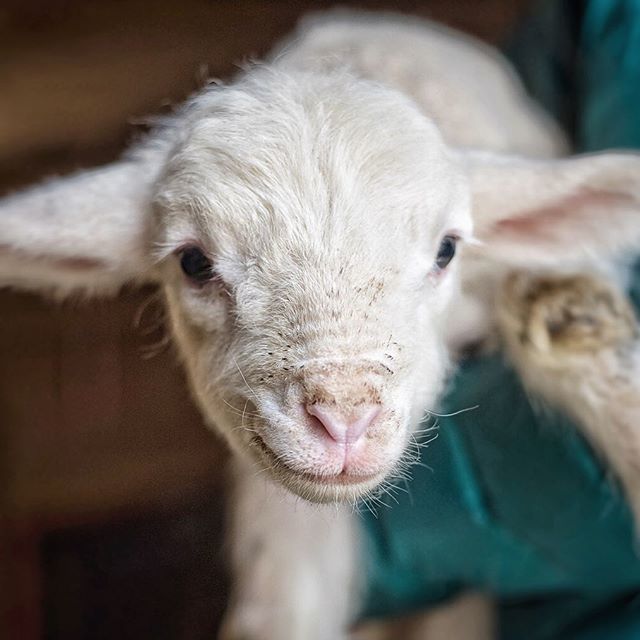 galezucker's tweet photo. New merino lamb friend at Greenwood Hill Farm in Hubbardston MA today.
.
.
#greenwoodhillfarm #sheshootssheepshots #merinowool #lambsofinstagram #mytiny_creatures #wool #newenglandfarm #merinosheep #americanwool #babyanimals #farmtofiber https://t.co/nJi7eISuFl https://t.co/cpCizHptJE
