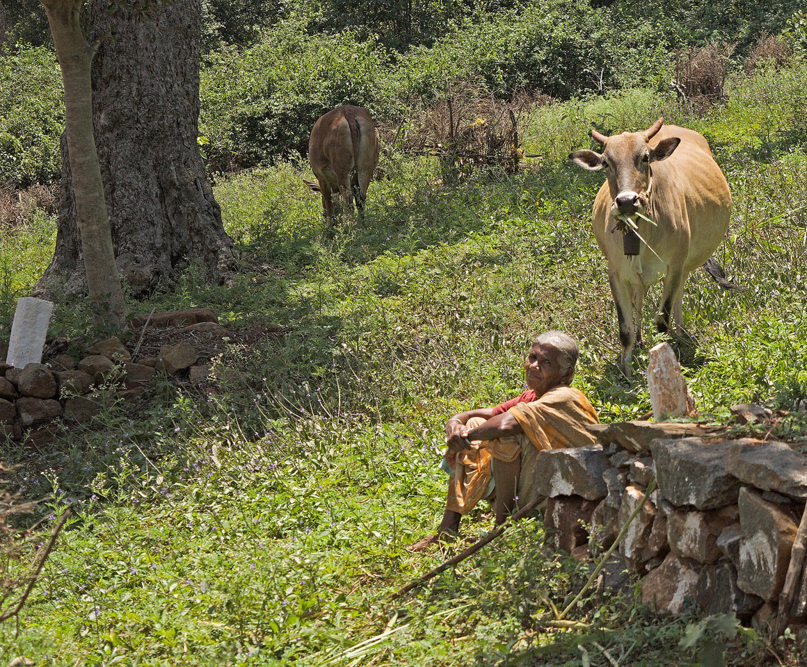 MongabayIndia's tweet photo. Mongabay-India's take on the Draft National Forest Policy 2018. By Gopikrishna Warrier @GopiWarrier: Is the new forest policy draft missing the wood for the trees?
https://t.co/Pagc4ppZpx
@atree_org @ncfindia @moefcc @WCT_India @ForestRightsAct 
#INDC #timber #forests #DNFP https://t.co/EQWUXZR1IV