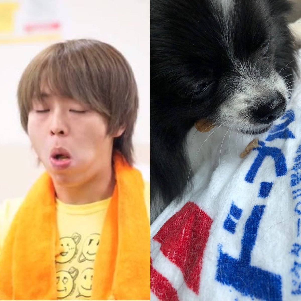 Ariokadaudau 有岡大貴 Heysayjump ポメラニアン 犬好き ワンちゃん