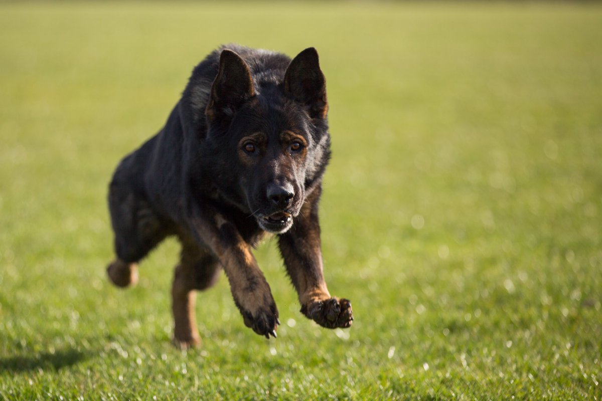 AdamWebsterTV's tweet photo. A very photogenic few days filming with PC Fletcher and her amazing dogs Patto and Billy @NYPDogSection https://t.co/ayH4PeVQrz