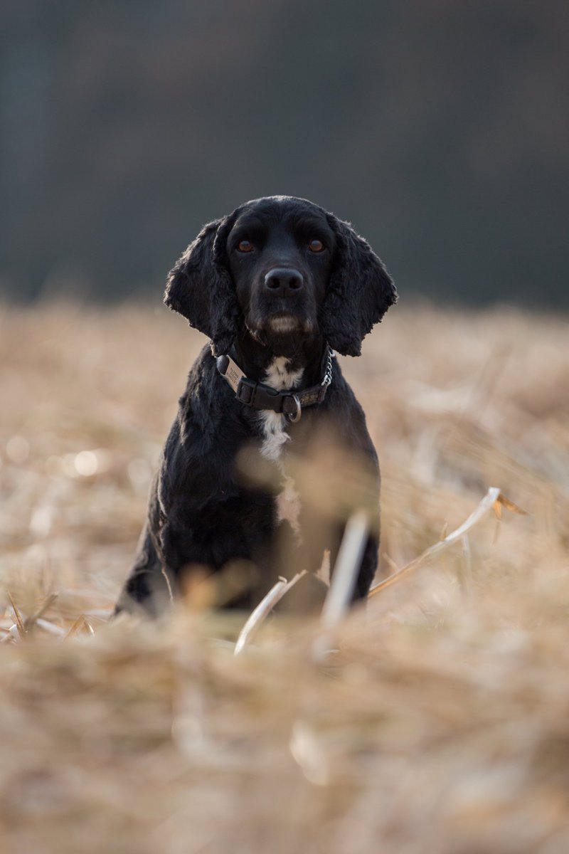 AdamWebsterTV's tweet photo. A very photogenic few days filming with PC Fletcher and her amazing dogs Patto and Billy @NYPDogSection https://t.co/ayH4PeVQrz
