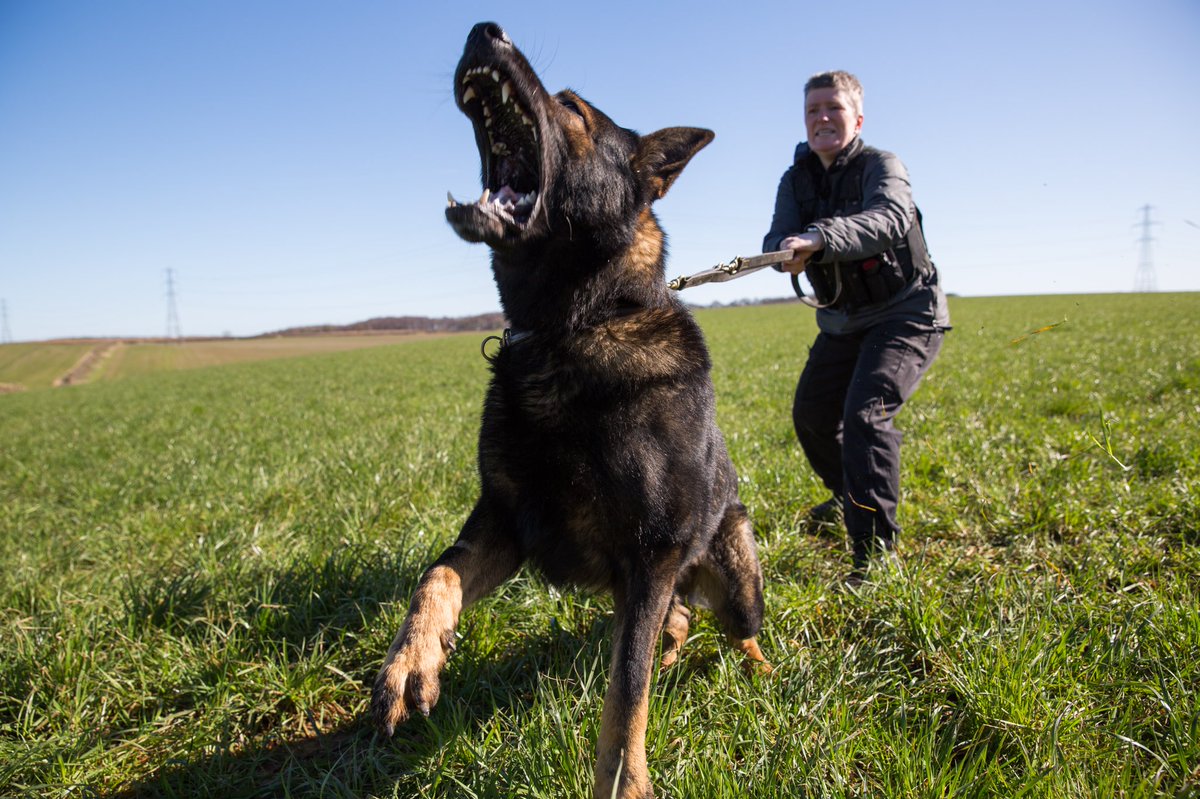 AdamWebsterTV's tweet photo. A very photogenic few days filming with PC Fletcher and her amazing dogs Patto and Billy @NYPDogSection https://t.co/ayH4PeVQrz