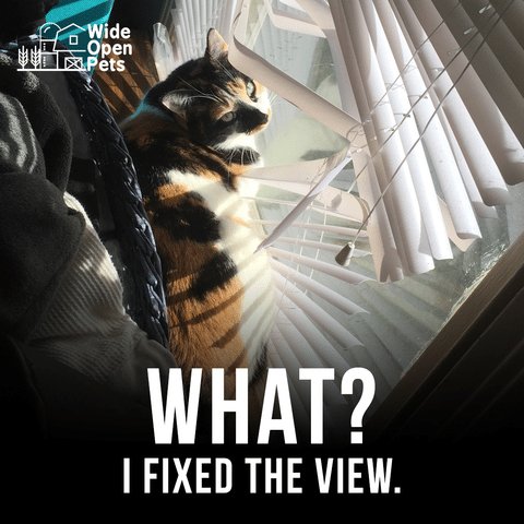 Does your cat break your window blinds? Maybe redneck mini blinds are your answer... #catpeopleproblems buff.ly/2J9MvcP