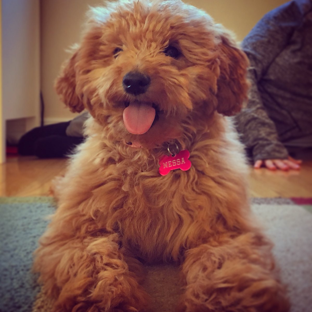 Life’s great my friends! Smile through the rain and you’ll find the rainbow. #minigoldendoodle #saycheese #puppy #puppylove #goldendoodle #minigoldendoodlepuppy