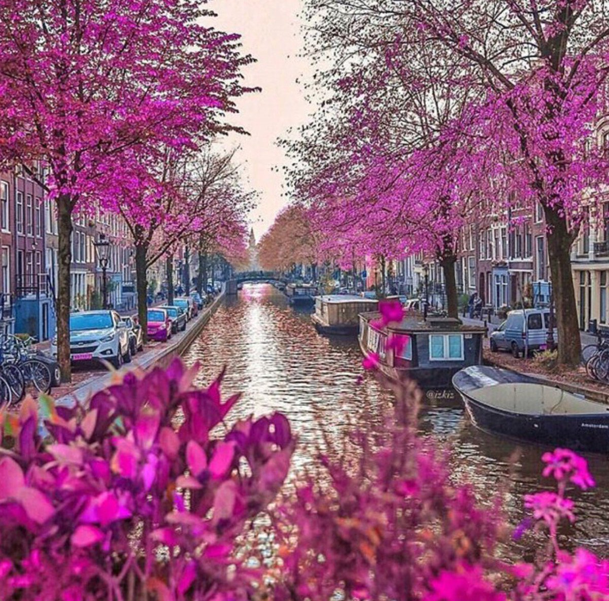 Pink Flowers of Spring Time in Amsterdam, Netherlands.🇳🇱