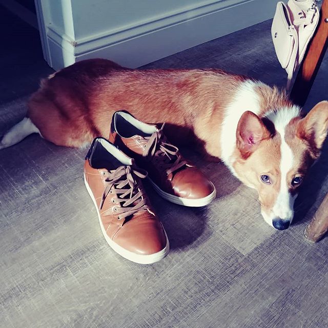foolofapup's tweet photo. When you don't know where your human is so you cuddle with his shoes.
~
~
#corgi #cute #shoes #aww #sunday #separationanxiety #sundayvibes #sploot #corgibutt #goodboy #bestdog #dailycorgi #dogoftheday #dogphotography #dailydog #cutedog #cutecorgi #perrit… https://t.co/ohjzLmj5JS https://t.co/Y8uWkyGqKI