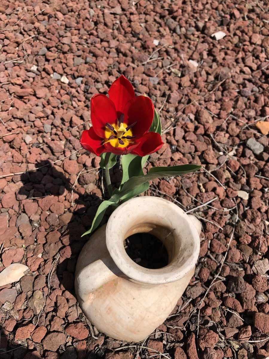 FlowerEsse's tweet photo. #Flowers #life #spring https://t.co/NKWKctvqxL