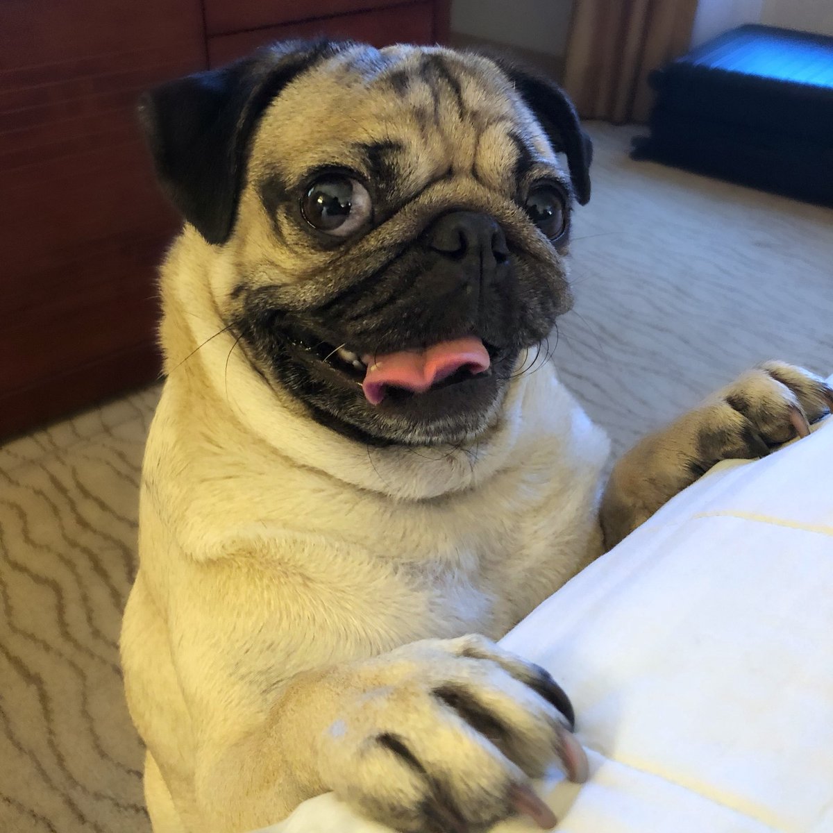 itsdougthepug's tweet photo. Will u tuck me in? https://t.co/S9cKoKLh5b
