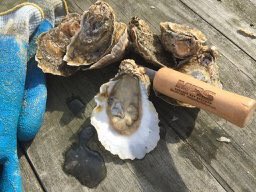 dbbrewingco's tweet photo. Who’s ready for oysters &amp; beers in the mountains? April 21 at Basecamp Brewpub &amp; Meadows. Seafood &amp; Brews tix &amp; event info at https://t.co/SAaJHrl3R6 #DBbeer #Spring #festival #seafood https://t.co/e1yhoMlLYp