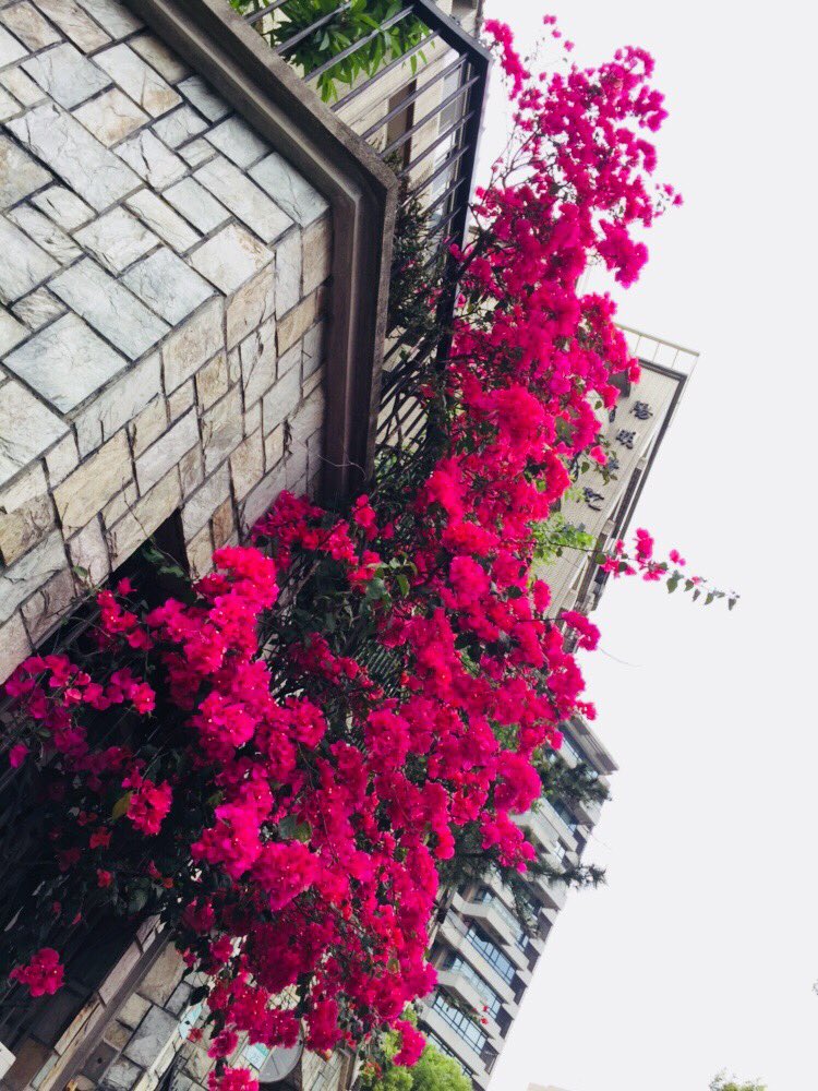 rrriggsby's tweet photo. #Walking2work #Tianmu #Taiwan https://t.co/SeMtCDG2Cg