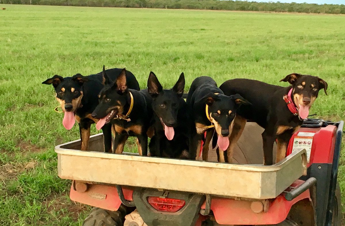 trudijaneoxley's tweet photo. Top picks of #draft17 ready to start the season at Larrakeyah Station,NT. L to R; Dusty Martin, Cotchin, Bachar, Rance & Caddy. @Richmond_FC @HaydnSale #yellowandblack https://t.co/KIjWfCzFFD