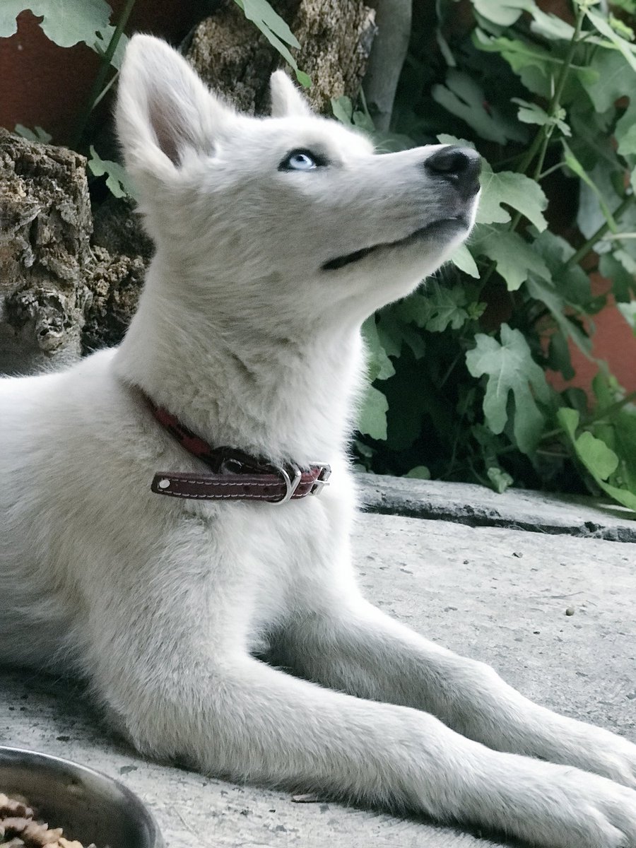 ErickLindoro's tweet photo. Díganme si no quedo chula #Maya?  Si llega a muchos RT y muchos likes le hacemos su Instagram y le ponemos un paliacate ... uds deciden... 😁 https://t.co/YYvURyOAj4