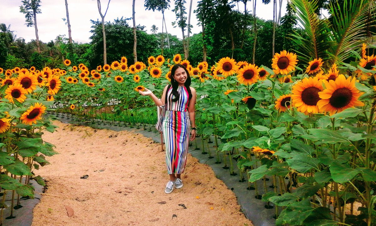 FloRabino's tweet photo. The idea of having a house, a kid, a husband, and a dog... I love that.
I also really want to open a coffee and flower shop one day, probably in Italy.
-Sam Smith
#Dreamer
#WhenInQuezon
#TitaNgBikol
#Philippines
#sunshinefarm
#farm
#Sunflower
#FlowerReport
#flowers
#Summer https://t.co/NCY8OIGeWp