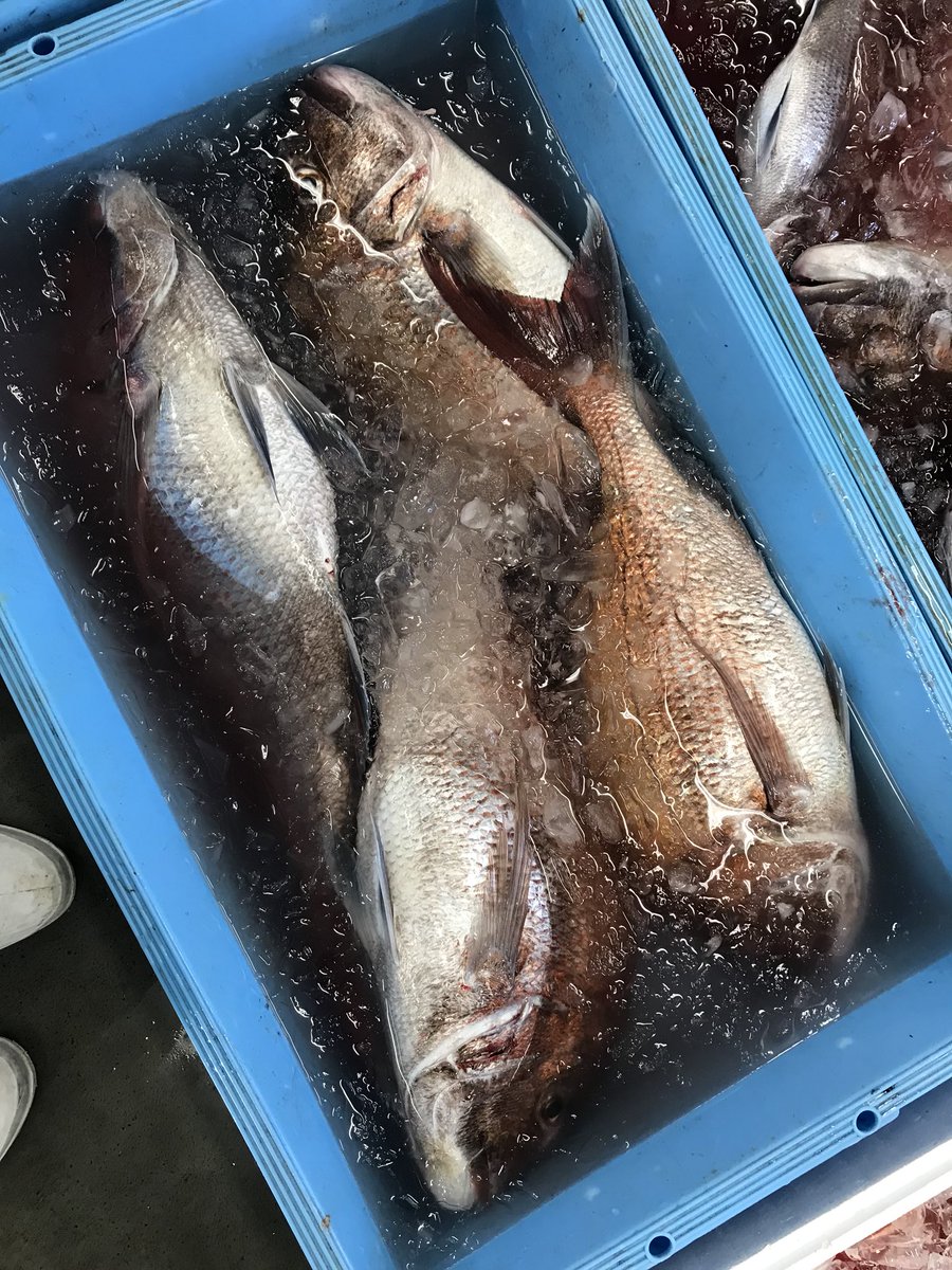 静岡ヤママル 倉沢定置もいい魚たくさんです 鯵 真鯛 石鯛 ぶり ひらめ ホウボウ 由比漁港 静岡 倉沢定置網 しずまえ しずまえ鮮魚 静岡ヤママル 倉沢定置もいい魚たくさんです 鯵 真鯛 石鯛 ぶり ひらめ ホウボウ 由比漁港 静岡 倉沢定置網 しずまえ しずまえ鮮魚