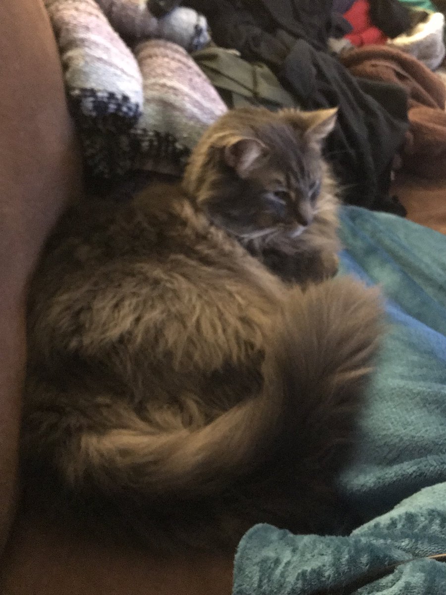 jennydoesthings's tweet photo. This is the face of a grumpy butt who has been shooed out of my bag twice. Sorry, Dante! Mommy needs room for shoes. #QualityJam2018 https://t.co/iIO152BzC5