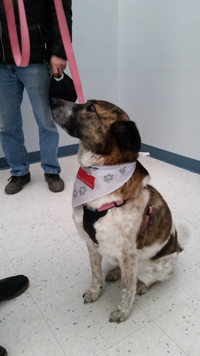 RFlahertypxp's tweet photo. Several members of the Catholic Family Services crisis team are on hand including Daisy the therapy dog. #humboldtbroncos https://t.co/gbWO8n9L3m