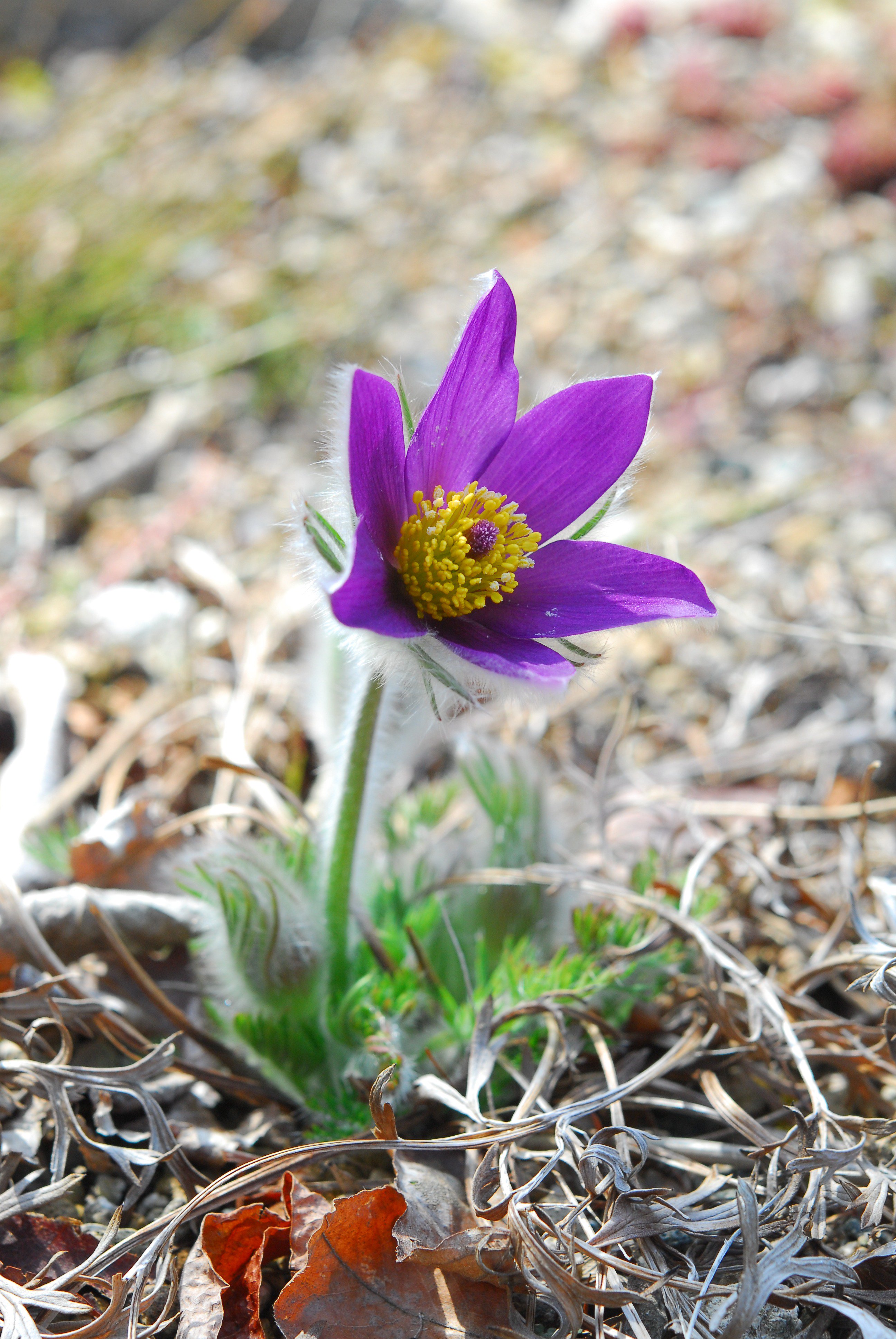 柏葉紫陽花やセルリア 青い山帰来の実を紡いだガーランド スワッグ
