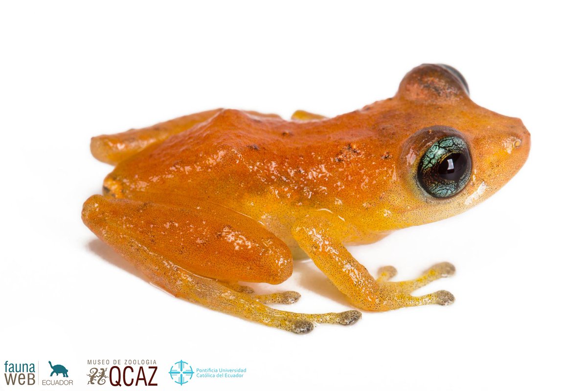 bioweb9's tweet photo. La especie del día. El cutín melón presenta ojos azules y color naranja en el dorso. Habita bosques nublados del norte de Ecuador y el sur de Colombia.  Imbabura, Reserva Manduriacu. Pristimantis scolodiscus. Foto: Santiago Ron #amphibians #frogs
Más en: https://t.co/637sO9FtEG https://t.co/UNZIr7D7Zp