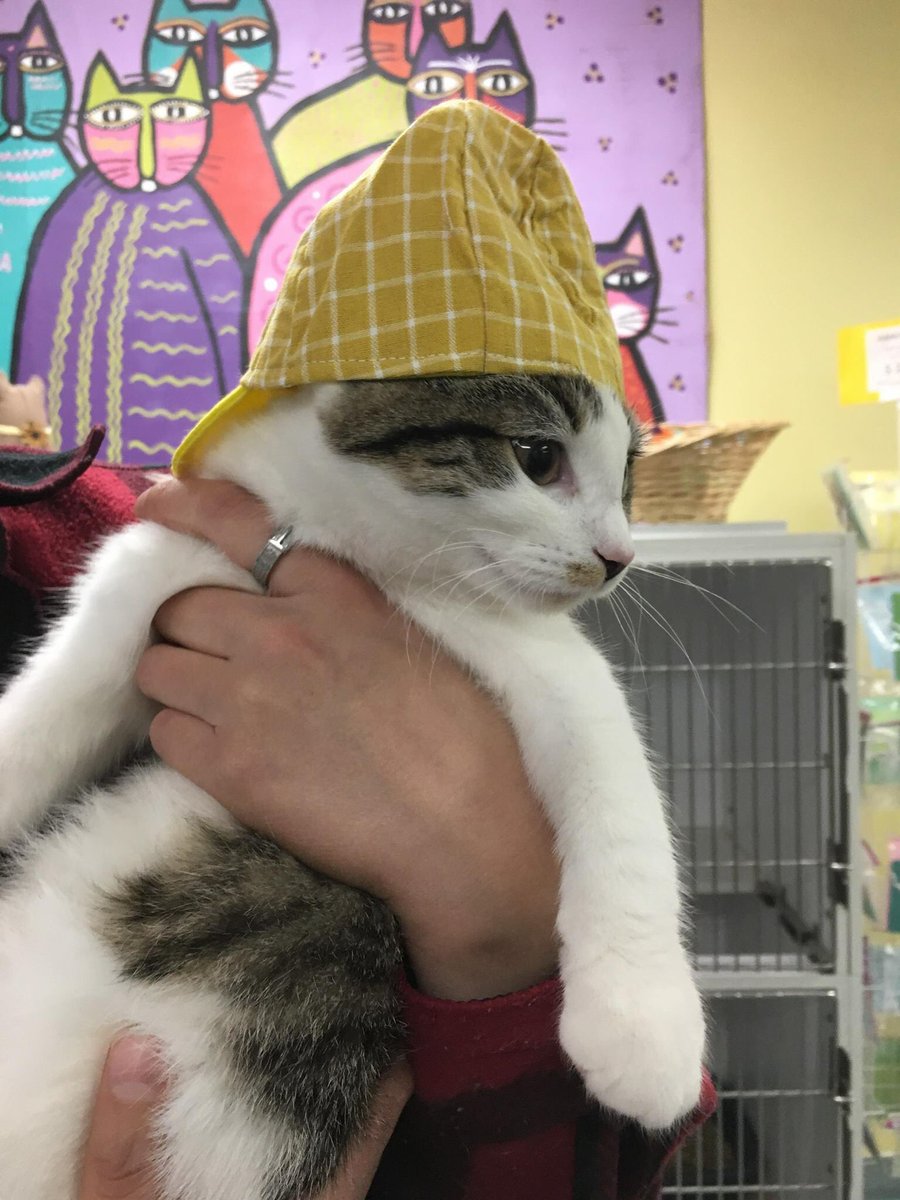 Pooh says, "Be a cool cat, and check out #yellowhatsforcats!" Oliver Poons helps rescue kitties, and so can you! It's easy, just choose the SPCA of Hancock County in the drop-down menu when you buy something from the Oliver Poons Childrens Company. oliverpoons.com/id/spcahc