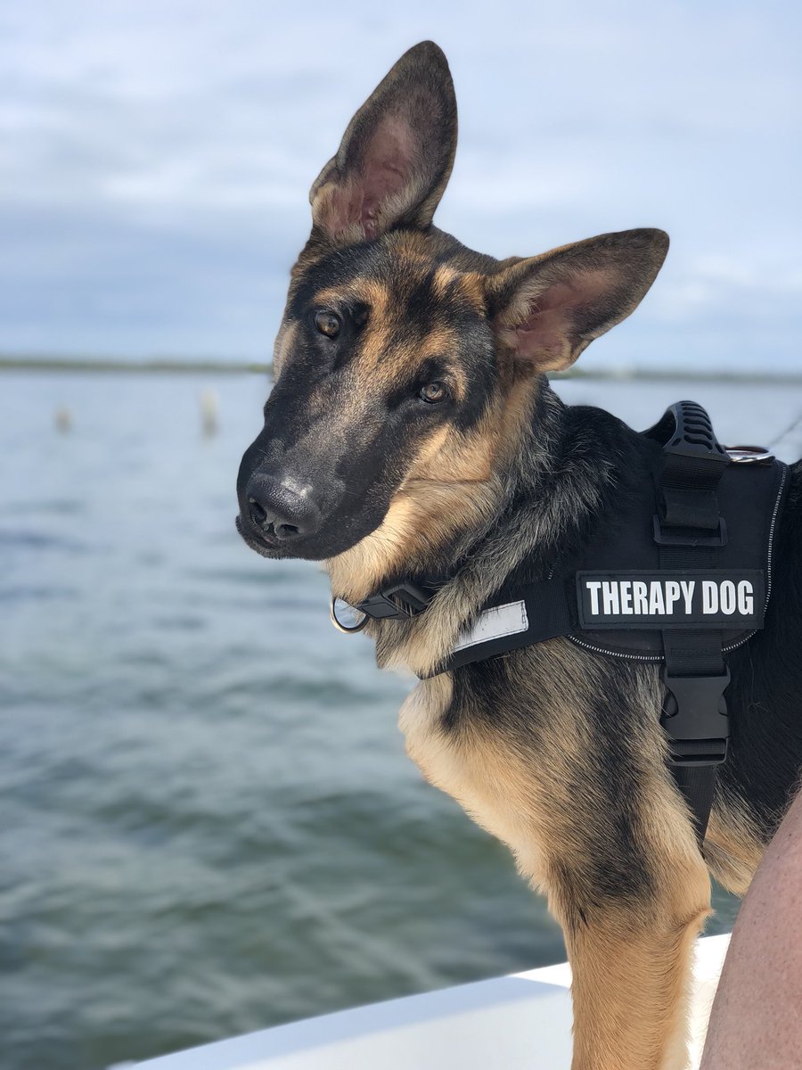 FischerSwartsel's tweet photo. When you tell him he’s a good boy https://t.co/TMnujDTeZe