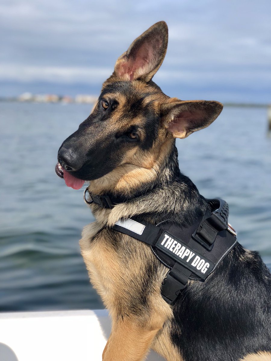 FischerSwartsel's tweet photo. When you tell him he’s a good boy https://t.co/TMnujDTeZe