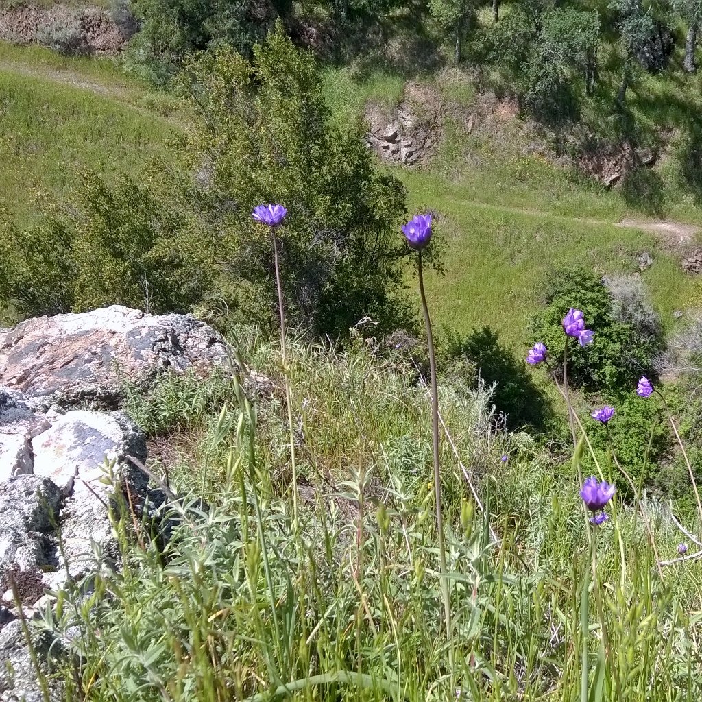 FlowervineMom's tweet photo. I #ran farther than ever today, woot! #trailrun #MtDiablo #PlantPowered #bluedicks #flowers, #CANativePlants #Be https://t.co/O3Cpy1VYvO