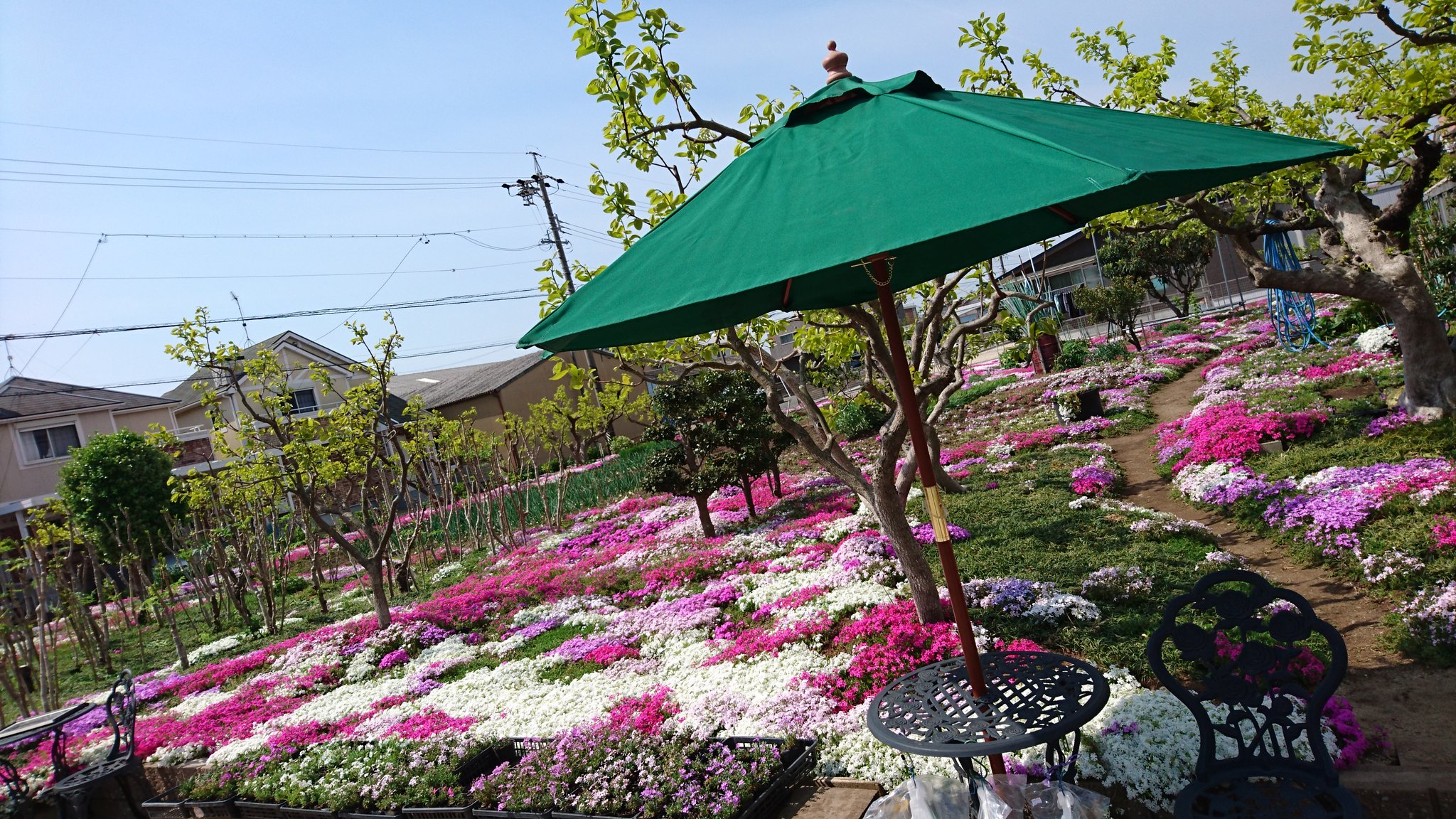 まだ間に合う！GW後半のおでかけに】秩父羊山公園の芝桜が見頃