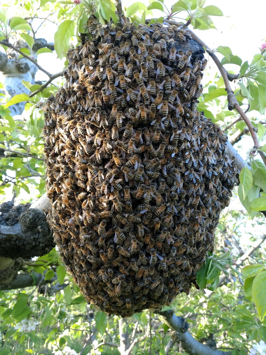 Some of our pollinators moved out of their boxes!